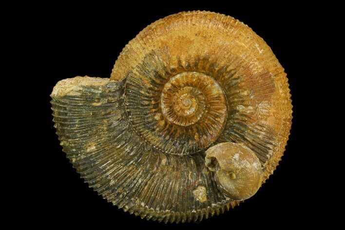 Jurassic Ammonite (Stephanoceras) Fossil - Switzerland #129417